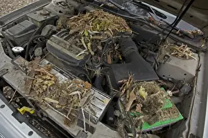 Home Prints: White-throated Packrat / Woodrat - nest in engine compartment - Arizona - USA