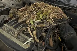 White-throated Packrat / Woodrat - nest in engine compartment - Arizona - USA