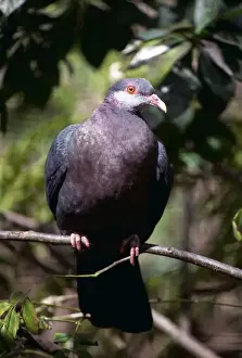 White Throated Prints: White Throated Pigeon KFO 942 aka Metallic Pigeon / White Throated Wood Pigeon Philippines to N