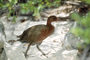 Images Dated 12th March 2007: White-throated Rail