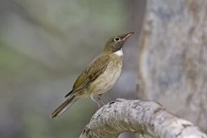Images Dated 28th March 2008: White-throated Robin - one of only less than 10 United States records