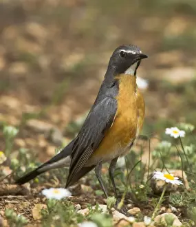 White-throated Robin - adult male - Korkitelli Hills - Southern Turkey - May