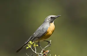 White-throated Robin - adult male - Korkitelli Hills - Southern Turkey - May
