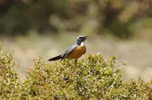 White-throated Robin - adult male, May. Southern Turkey