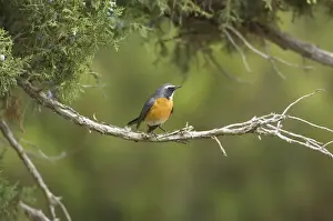 White-throated Robin - adult male, May. Southern Turkey