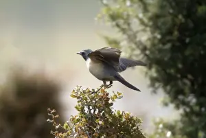 White-throated Robin - Adult male pale phase, wing stretching, Southern Turkey, May
