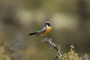 White-throated Robin / Irania - adult male, May