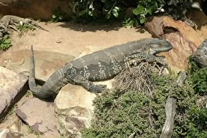 Images Dated 24th October 2003: White-throated / Rock Monitor Lizard - shedding skin South Africa Varanus ex