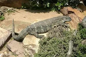Growth Prints: White-throated / Rock Monitor Lizard - shedding skin South Africa Varanus ex