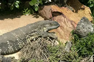 White-throated / Rock Monitor Lizard - shedding skin South Africa Varanus ex