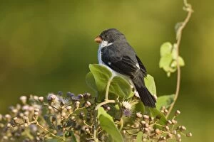 Images Dated 11th July 2010: White-throated Seedeater - adult male sitting