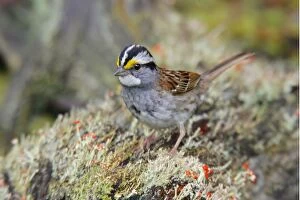 Images Dated 12th June 2006: White-throated Sparrow