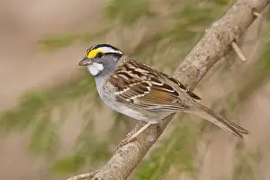 White Throated Prints: White-throated Sparrow Connecticut in April