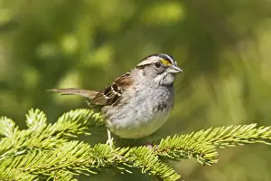 White-throated Sparrow - in Maine boreal forest in May. USA