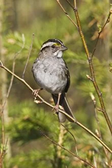 Images Dated 26th May 2007: White-throated Sparrow - in Maine boreal forest in May. USA