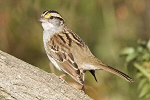 Images Dated 21st October 2007: White-throated Sparrow, Oct, CT, USA