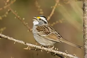 Images Dated 5th May 2008: White-throated Sparrow - Singing - On territory