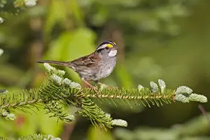 White Throated Prints: White-throated Sparrow - spring - northern Maine - USA