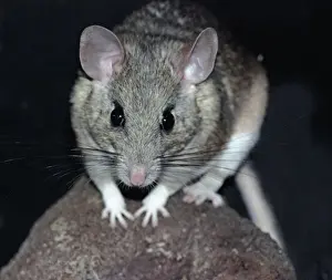 White Throated Prints: White Throated Wood Rat, found from Central Mexico north to Utah and Wyoming