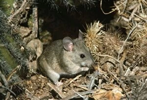 Images Dated 27th September 2011: White-throated Wood Rat - at nest