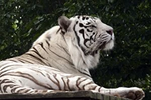 White Tiger uncommon genetic variety