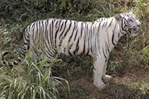 White Tiger - variety kept as rare speciality by Indian Maharajahs, this one belonging to Maharajah of Mysore