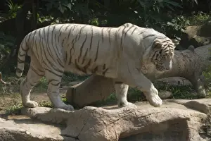 Phase Prints: White Tiger - White Tigers have no conservation value and breeding them is controversial