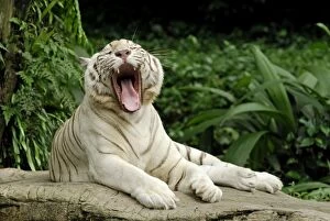 White Tiger - yawning (Panthera tigris)