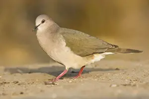 White-tipped dove South Texas
