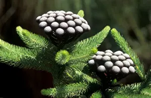 White-trailing Pincushion - February Kirstenbosch Botanical Gardens, Cape Town, South Africa