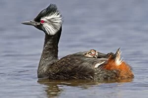 White-tufted Grebe / Black grebe - with young hitching