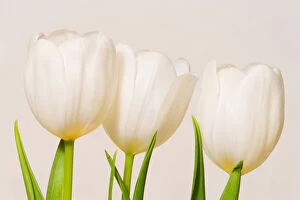 White tulips against a white background