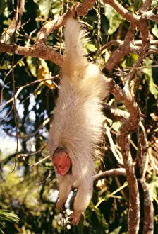 Prehensile Prints: White Uakari Monkey Hanging from branch with short tail visible Amazonia