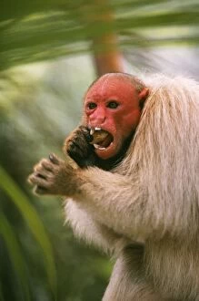 Images Dated 23rd May 2011: White Uakari NG 1036 Eating seeds, Amazonia, Brazil, South America. Cacaiao c