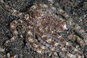 White-V Octopus camouflaged on black sand TK1 dive