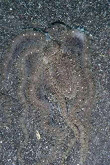 White V Octopus camouflaged with sand