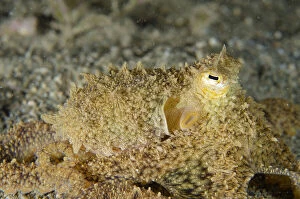 Images Dated 25th February 2019: White-V Octopus - camouflaged in sand, Night dive - Tasi Tolu dive site, Dili