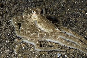 White V Octopus with distinctive white spots