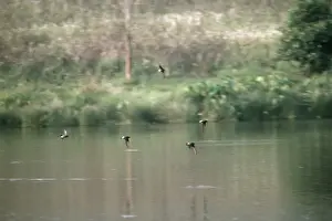 Swift Prints: White-vented Needletail Swift - worlds fastest flying bird - Khao Yai National Park Thailand