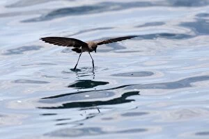 Images Dated 15th May 2008: White-vented Storm Petrel / Elliot's Storm-petrel