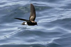 (White-vented) Storm Petrel. Ssp Elliot's Storm-petrel. Rabida island. Galapagos islands