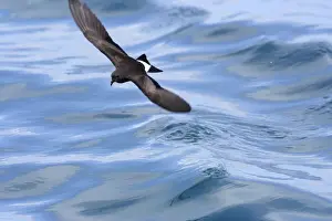 (White-vented) Storm Petrel. Ssp Elliot's Storm-petrel. Rabida island. Galapagos