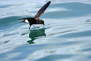 (White-vented) Storm Petrel. Ssp Elliot's Storm-petrel. Rabida island. Galapagos