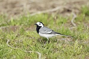 Images Dated 26th May 2009: White Wagtail - adult on ground