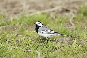 Wagtails Prints: White Wagtail - adult on ground, Lower Saxony, Germany