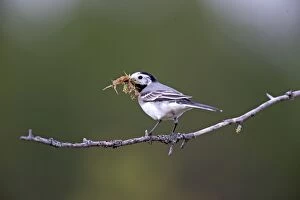 Images Dated 1st June 2014: White Wagtail bringing material to build the nest