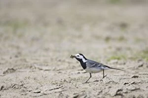 White Wagtail - Catching Insects
