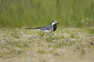 White Wagtail - Catching Insects Motacilla alba alba Finland BI014373