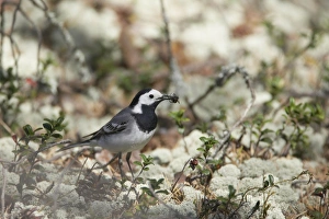 Images Dated 3rd September 2007: White Wagtail - Catching Spiders on Forest Floor