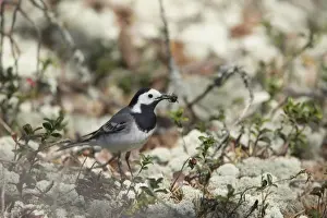 Wagtails Prints: White Wagtail - Catching Spiders on Forest Floor Motacilla alba alba Finland BI014356